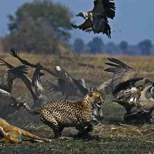 a cheetah chasing birds