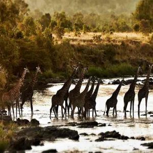 Serian "The Original"