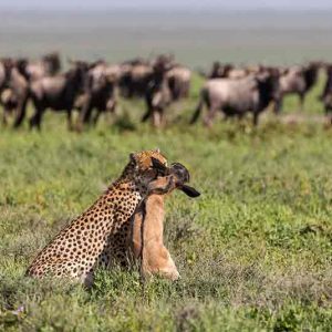 Serian's Serengeti Mobile Kusini