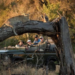 leopard, tree, mala mala, game, animal, safari, bush, africa, south africa
