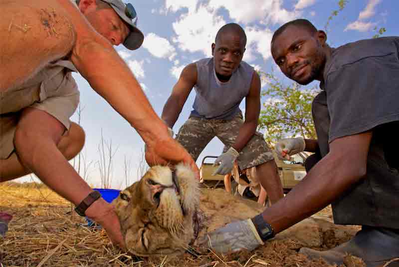 Removing a snare to conserve wildlife