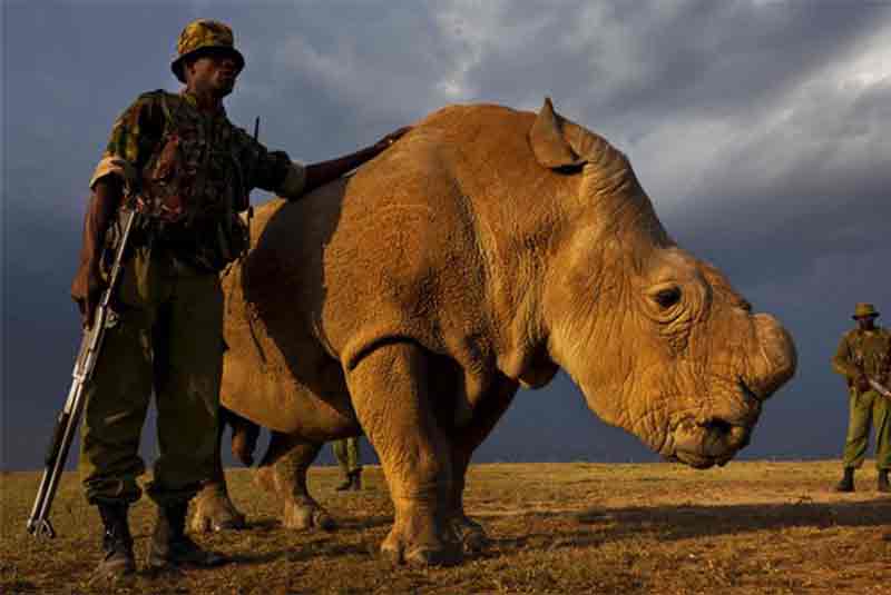 Conserving rhino with travel funds