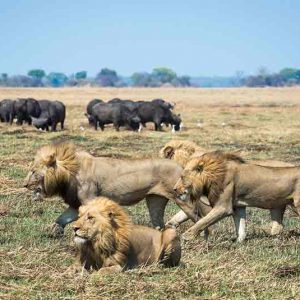 A pride of lions walking on the plains