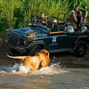 A Lion walks through a river while people in a vehicle watch