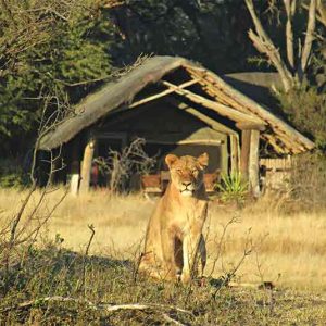A lioness sits in front of a guest tent at The Hide Safari Camp