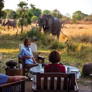 people sitting in chairs with an elephant feeding close by