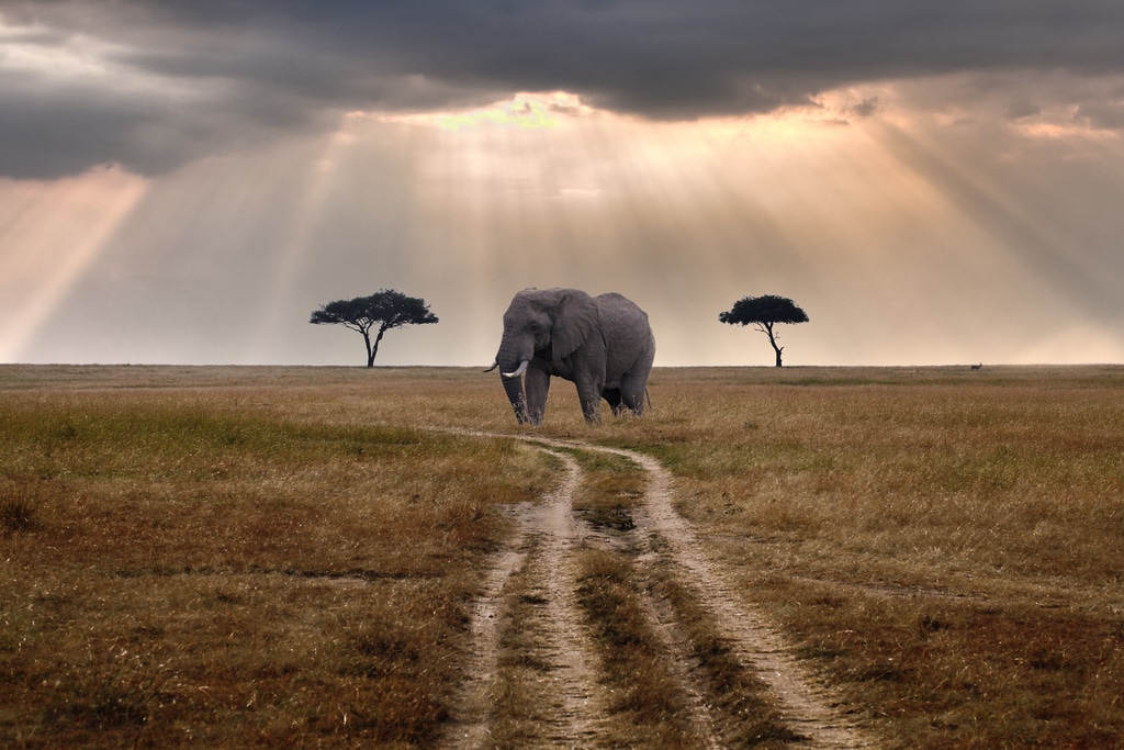 An Elephant standing on a vast open plain