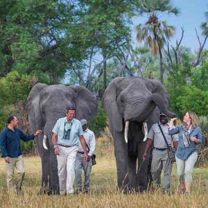 Guets walking with elephants at Abu camp