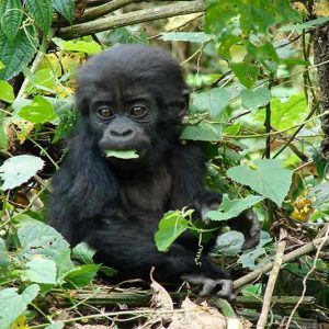 A baby Gorilla sitting in the foliage eating