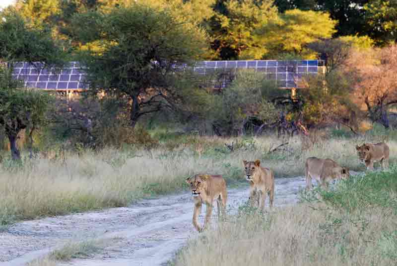 Lions walking on a sandy track