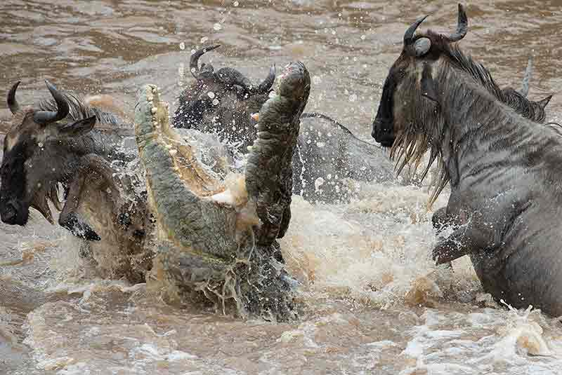 The Great Migration.