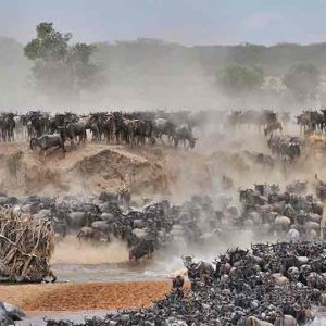 Serian's Serengeti North