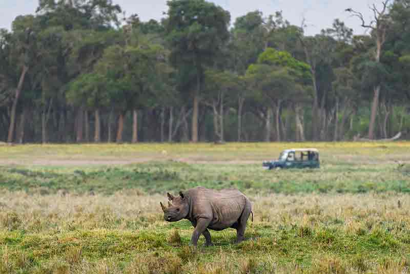 A Black Rhino walks across a plain with a vehicle in the background