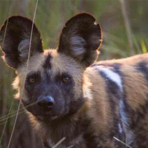 Portrait of an African Wild Dog