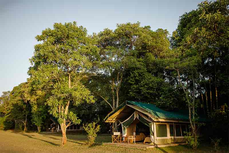 A guest tent under a grove of trees'