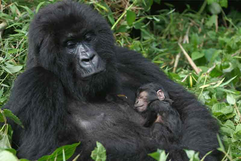 A gorilla with her baby on her chest in the forest