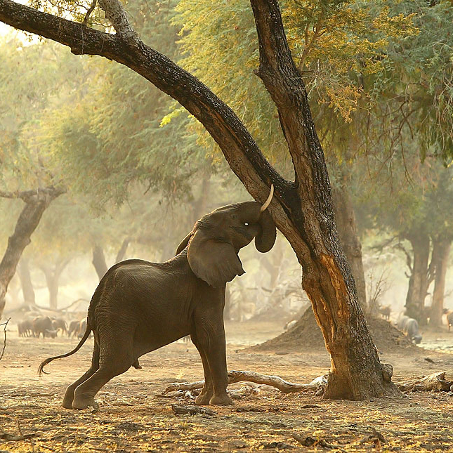 Mana Pools and Chikwenya.