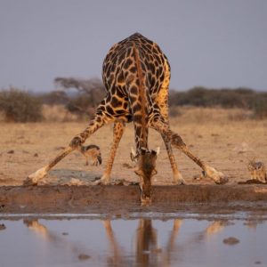 Nxai Pan giraffe