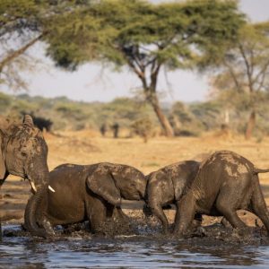 elephants, drinking, water, africa, wildlife, safari, zambia