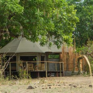 a tent set under a grove of trees