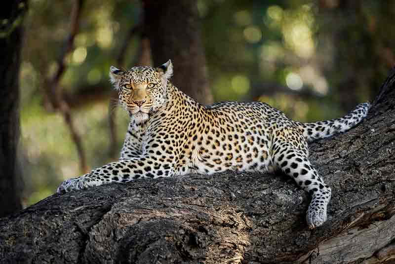 Leopard lying on a dead tree trunk