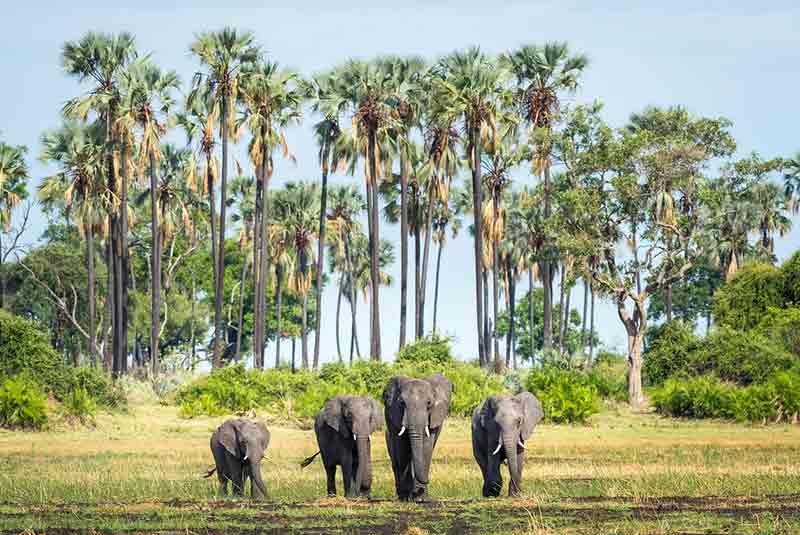 Elephants walking with palms in teh background