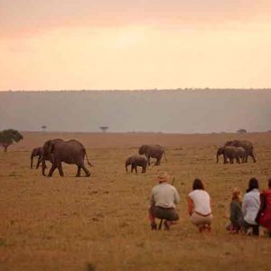 Elephant Pepper Camp