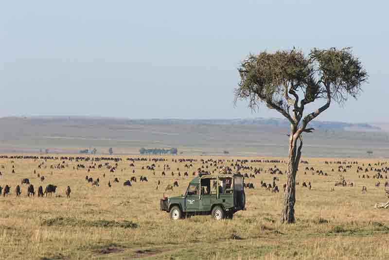 A safari vehicle on an open plain surrounded by animals