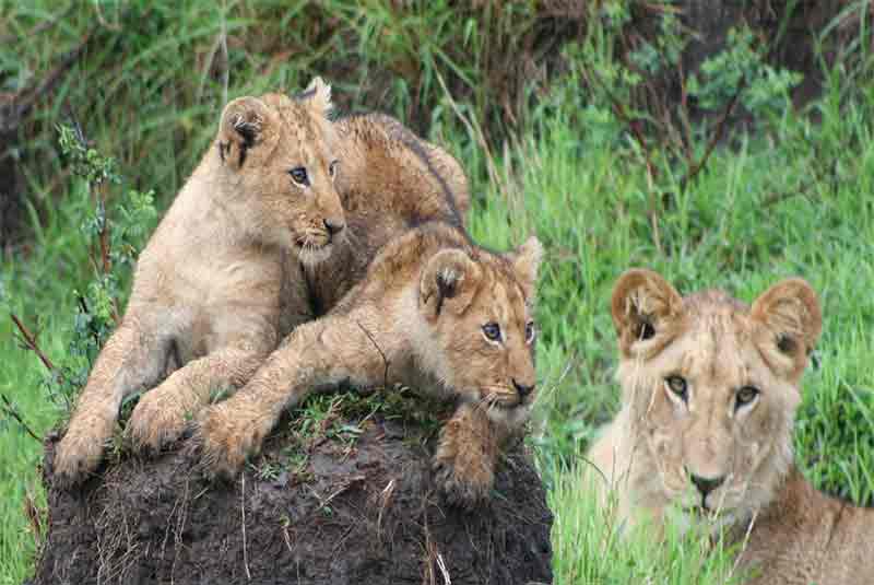 Several young Lions lying on a termite mound