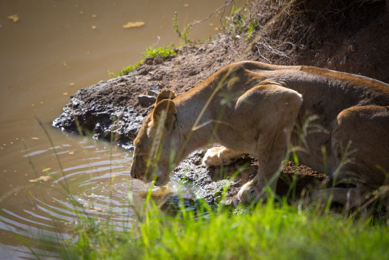 Encounter Mara lion drinking