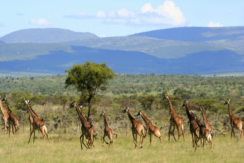 Herd of giraffe with hills and tress in background
