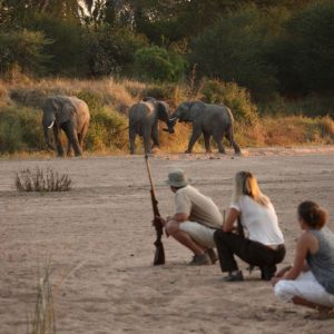 Jongomero guests on walking safari close to herd of elephants
