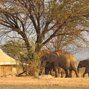 Sayari guest tent with elephants feeding nearby