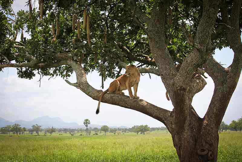A tree with a lioness perched on its branches
