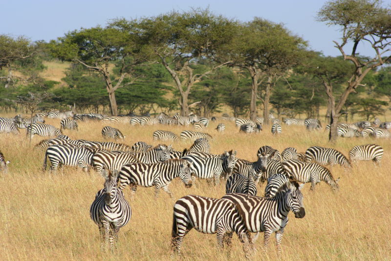 Zebra herd at Naboisho