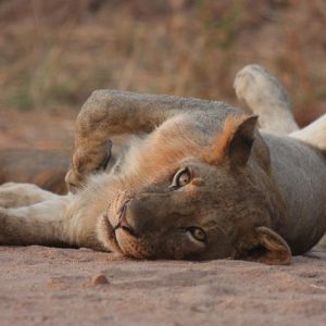 A lioness lying on her back in a sandy river bed